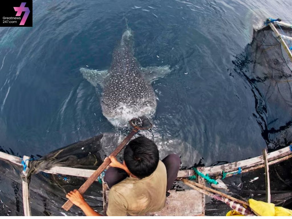 As Oceans Warm, Collisions Between Whale Sharks and Ships Are Expected to Rise